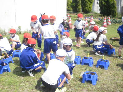 2年トマト苗植2