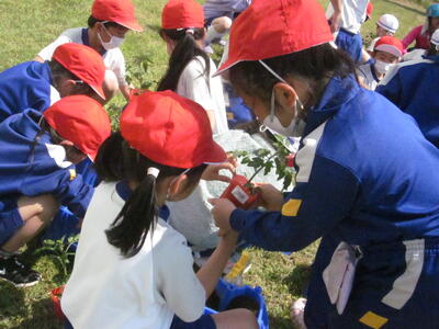 2年トマト苗植3