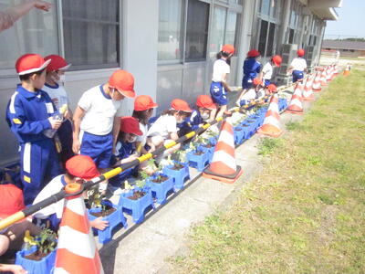 2年トマト苗植6