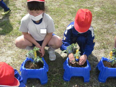 2年トマト苗植4