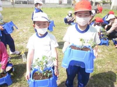 2年トマト苗植5