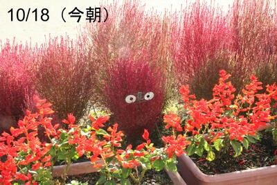 10.18のコキア
