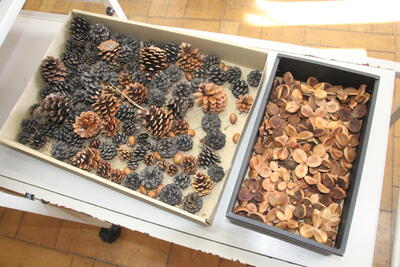 うわー！木の実いっぱい。