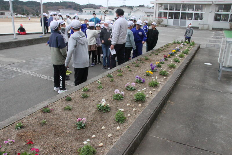 チューリップ01