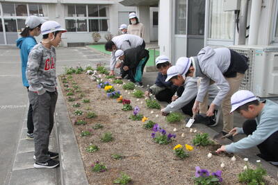 チューリップ02