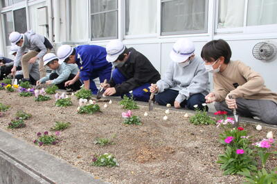 チューリップ03