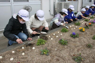 チューリップ04