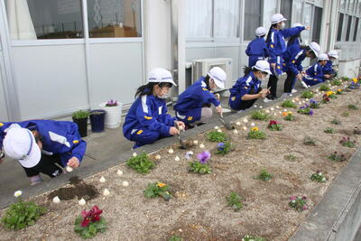 チューリップ05