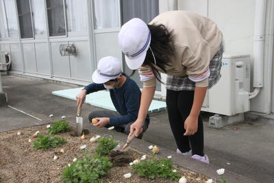 チューリップ06