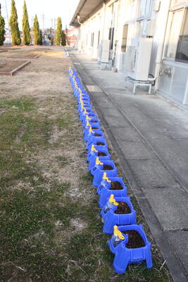 1年生のチューリップ