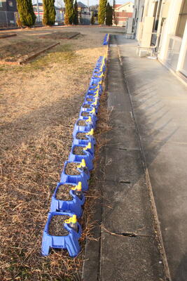 2年生のチューリップ