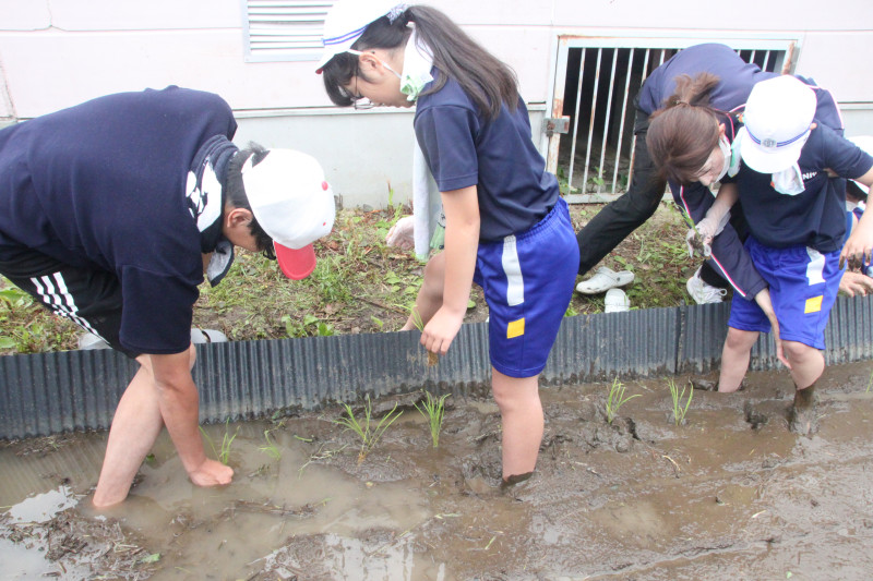 5年田植え03