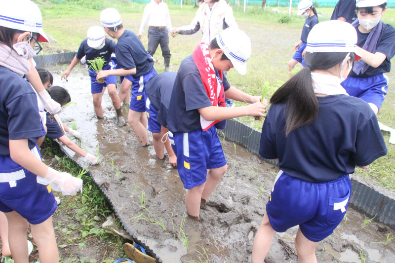 5年田植え08