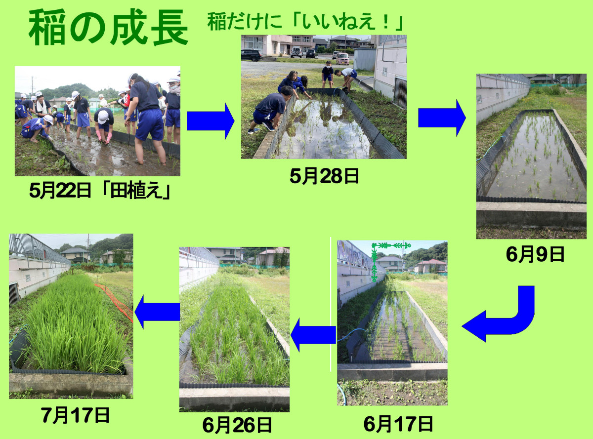 稲の成長