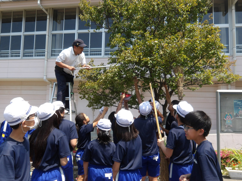 0613_梅の実取り01