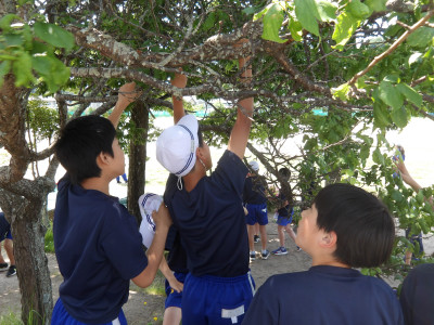 0613_梅の実取り02