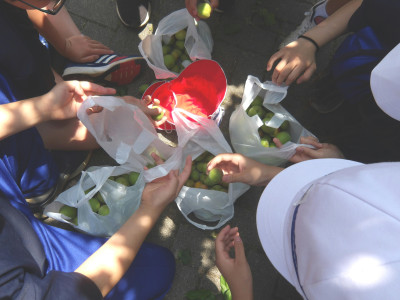 0613_梅の実取り03