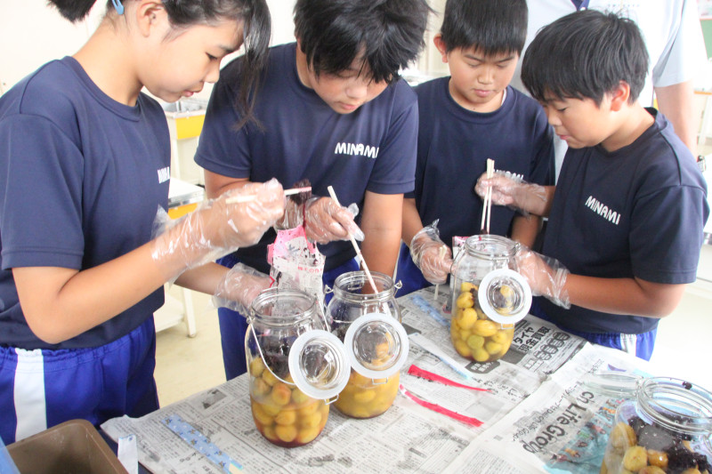 0710_赤紫蘇投入01