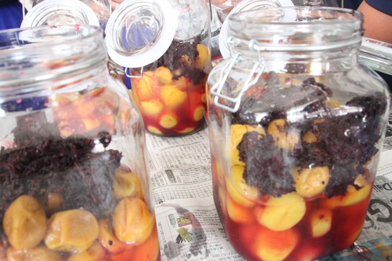 0710_赤紫蘇投入02