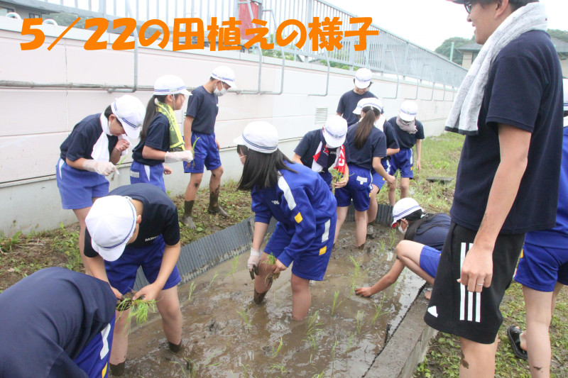 0522_田植えの様子