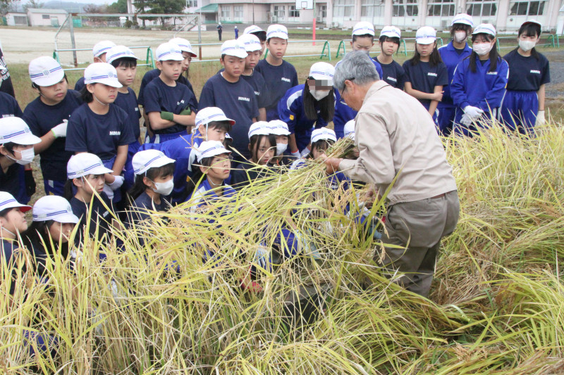 5年稲刈り01(済)