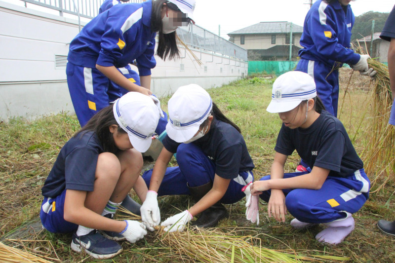 5年稲刈り13(済)
