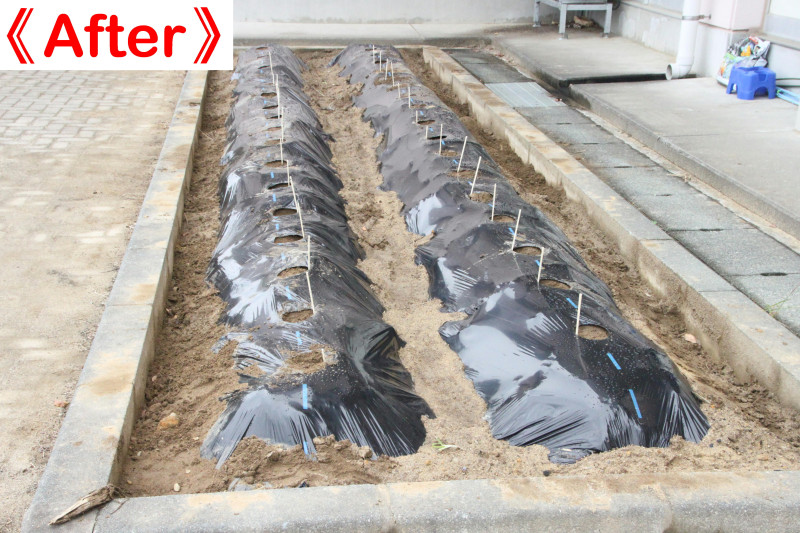 2年種植え01(済)(After)