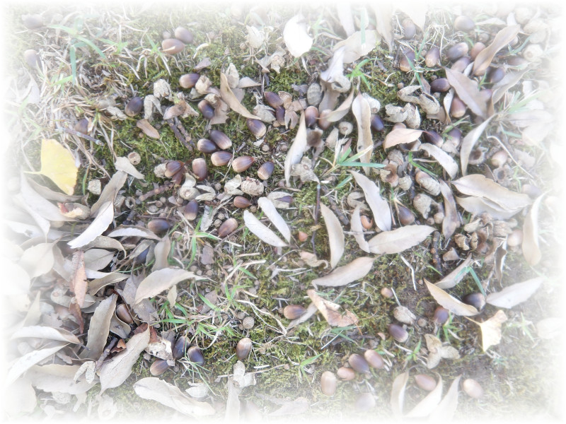 1-1秋探し08-1(済)