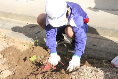 みなみ（芋掘り）06