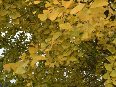 1113イチョウの葉