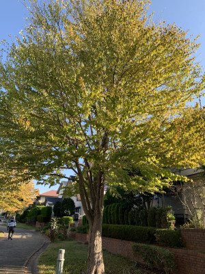 1024の様子（カツラ）