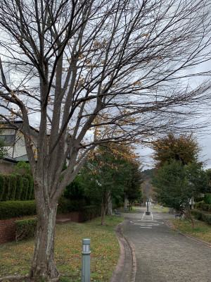 1113の様子(カツラ)