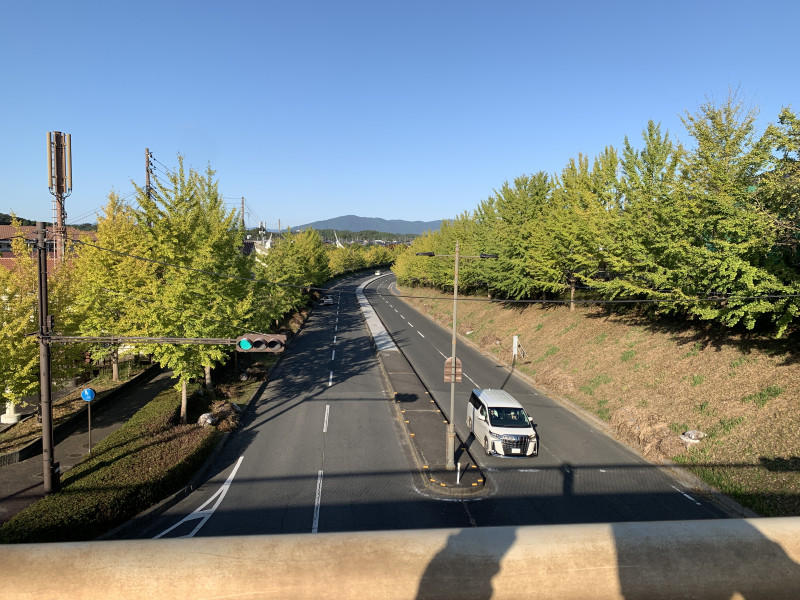 1024の様子（イチョウ）