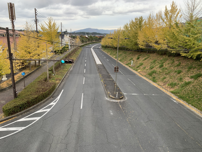 1113の様子(イチョウ)