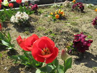 花壇のチューリップ