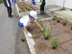 どんどん植えます。