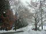 除雪した道路も…