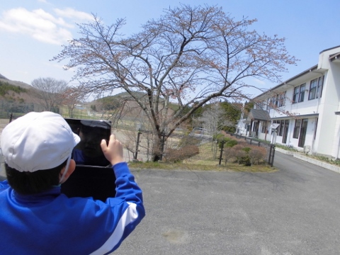 小白井の桜はこれからです。