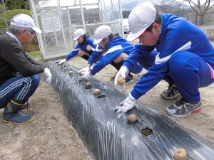 植えている様子