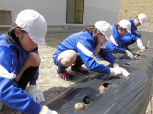 植えている様子