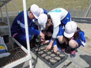 ポットにも植えていきます