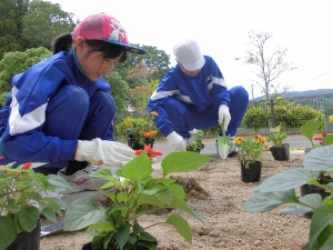 植え替え作業中