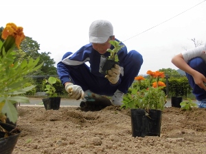 植え替え作業中