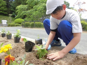 植え替え作業中