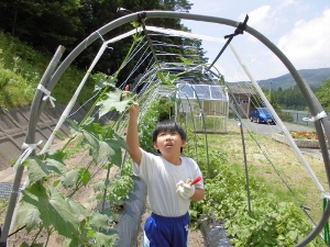 ヘチマの生長観察