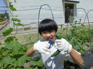 キュウリ収穫第一号