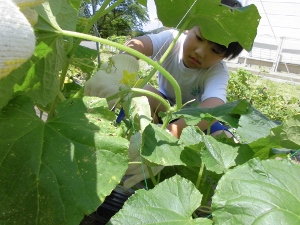小白井キュウリ収穫の様子