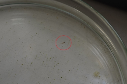 赤ちゃんメダカ