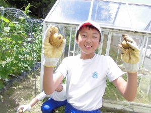 大きなジャガイモがとれました