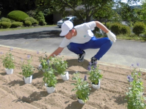 植え替えの様子